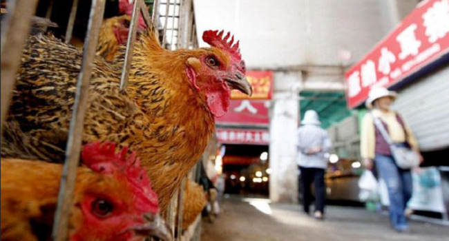 С начала года в Китае от птичьего гриппа скончались уже 9 человек