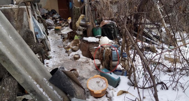 В Николаеве задержан живодёр, 15 лет похищавший и евший собак