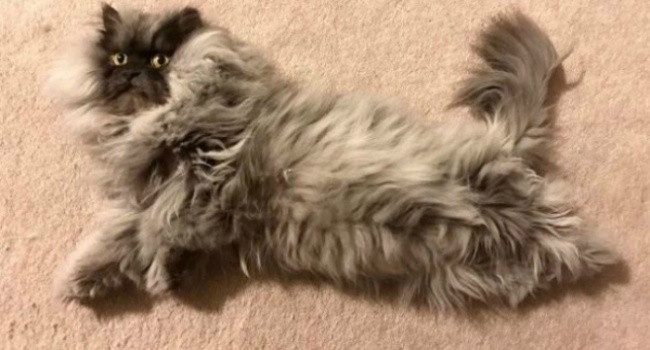 В Инстаграме набирает популярность самый пушистый и злой кот в мире, - фото