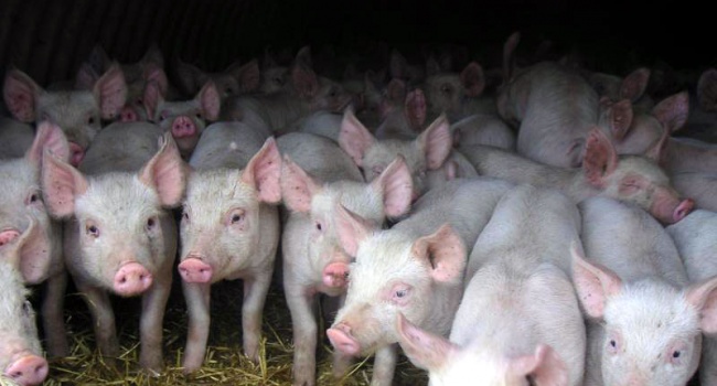 Мафия в Италии скормила кредитора свиньям