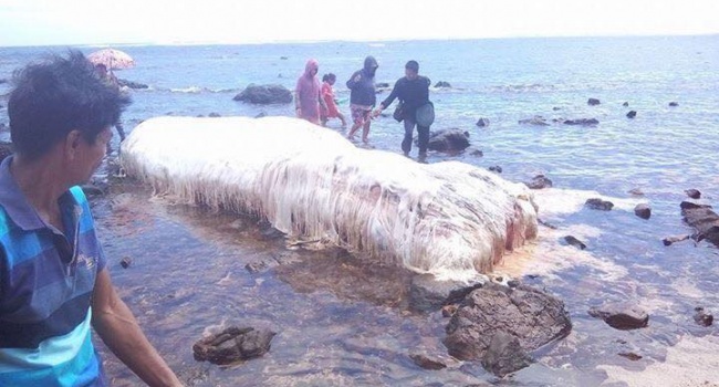 «Волосатое чудовище» выбросило на побережье Филиппин — СМИ