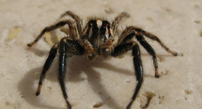В Австралии спасли мальчика от укуса самого ядовитого паука в мире