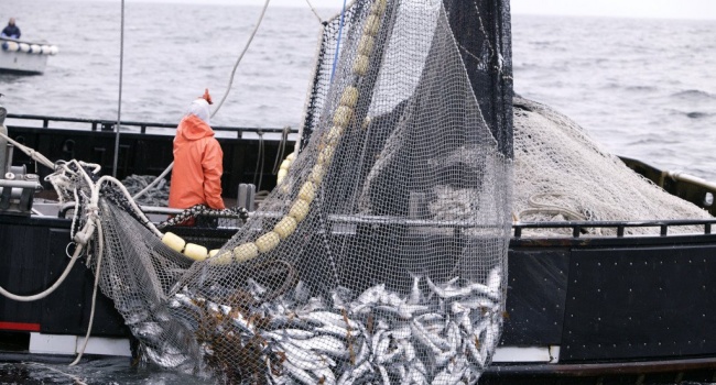 В Украине зафиксирован рекордный вылов рыбы