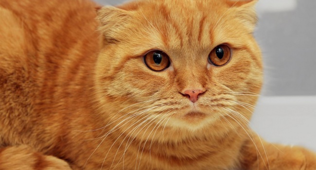 В Украине растет популярность кошек самых дорогих пород