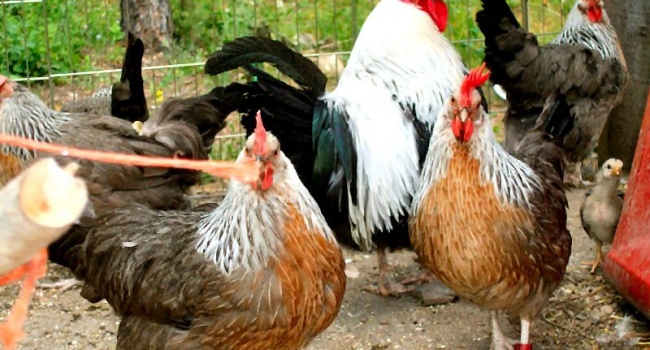 Беларусь отказалась от украинской птицы