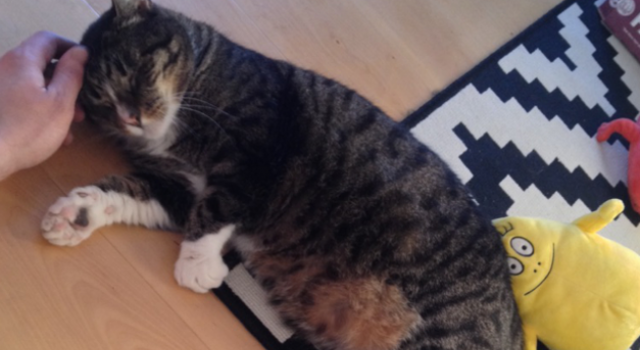 Уникальный случай в Швеции: кот вернулся к хозяину через 9 лет