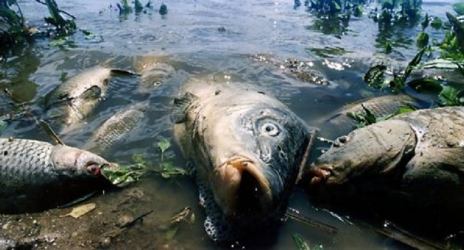 Кількасот кілограмів гнилої риби виловили у столичних водоймах