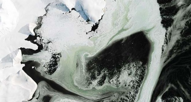 Антарктида теперь зеленая, - снимки, сделанные спутником