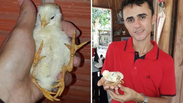 В Бразилии родился самый необычный цыпленок в мире, - фото