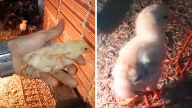 В Бразилии родился самый необычный цыпленок в мире, - фото