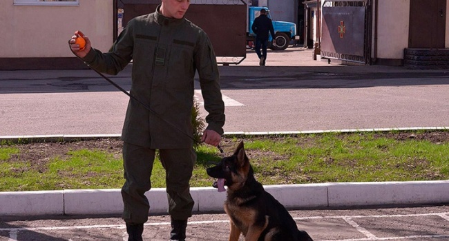 Под Киевом ночью ножом изранили Нацгвардейца и его пса