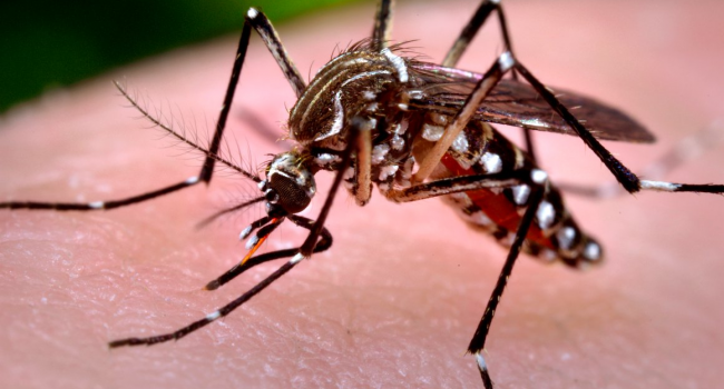 В Южной Америке обнаружены комары, не пьющие кровь