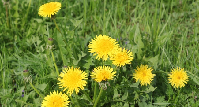 Погода 2 мая: заморозки и прекращение осадков