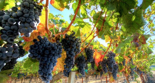 Россия дополнительно профинансирует виноградники в Крыму