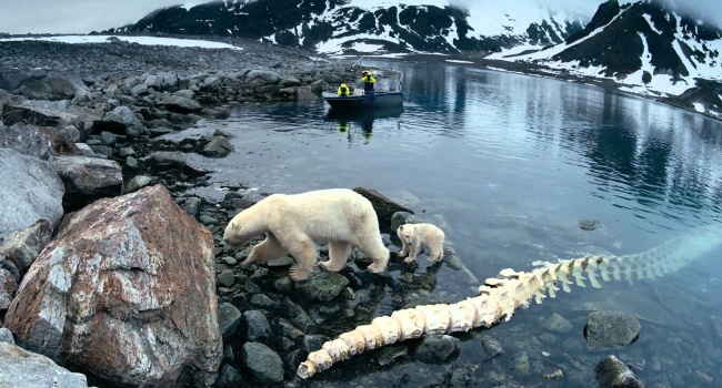 Экологи: Арктика стремительно теряет все ледники