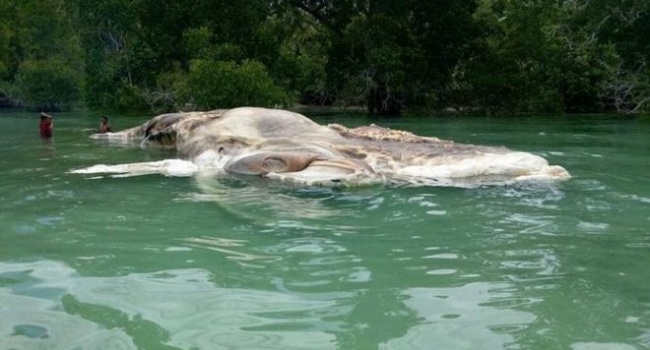 Жители Индонезии обнаружили мертвое «морское чудовище» огромных размеров