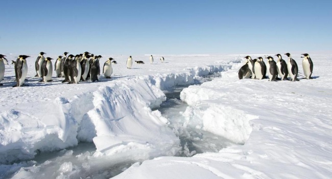 Эксперты заявили о глобальных биологических изменениях в Антарктиде