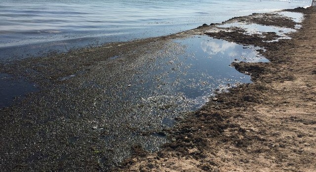 Евпатория – это не болото, а помойка, - в сети показали фото «готовых» к сезону пляжей