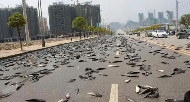 Ливень из червей и рыбы: самые необычные дожди на планете, - фото