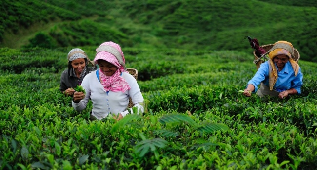 Из-за беспорядков в Дарджилинге мировые цены на чай могут резко подскочить