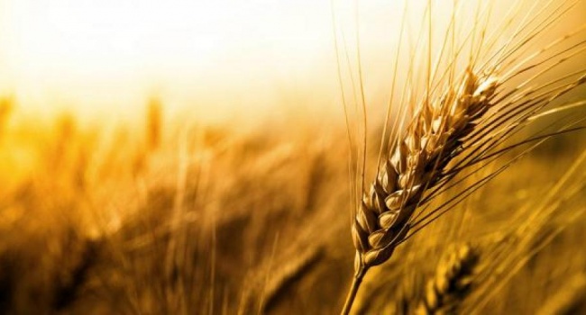 Росія свідомо зриває хлібне перемир’я – МЗС України