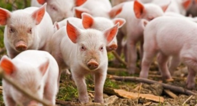 В Закарпатской области зафиксирована новая вспышка чумы свиней