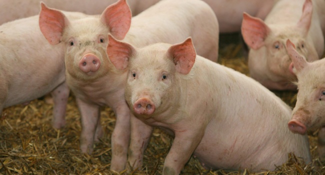 В Украине резко сокращается поголовье свиней