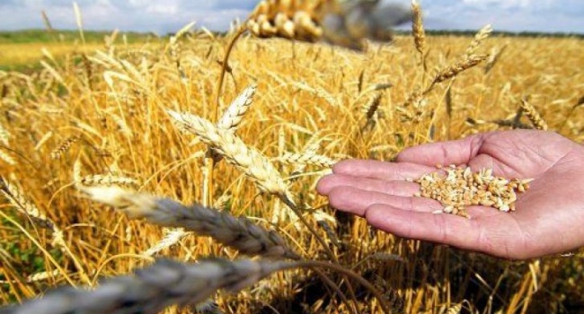 После исключения из оборота Крыма и Донбасса, Украина не только не потеряла, но и нарастила производство зерновых