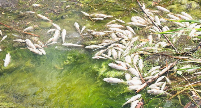 Министр экологии: «Мор рыбы в Запорожье – результат халатности подрядчика»