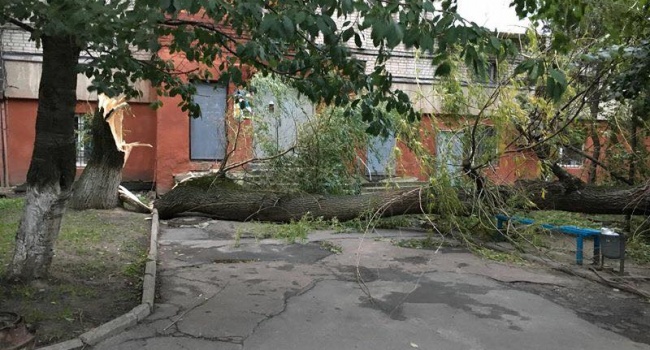 Буря во Львовской области: деревья падали прямо на дорогу