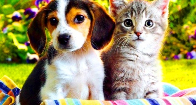 В Украине может появиться налог на собак и кошек
