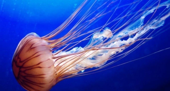  Ученые показали видео с самой необычной медузой