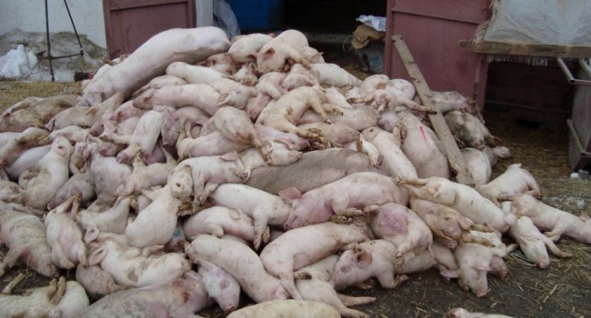 Африканская чума свиней атакует Украину