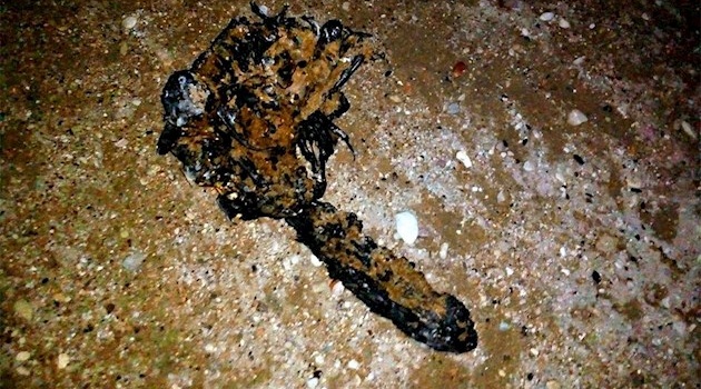 На крымский берег выбросило странное «существо»