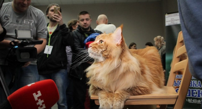 На выставке в Днепре выбрали самого большого кота в Украине