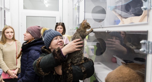 В Киеве прошла благотворительная ярмарка котов