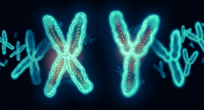 Ученые: в недалеком будущем исчезнет хромосома, определяющая половые признаки у мужчин