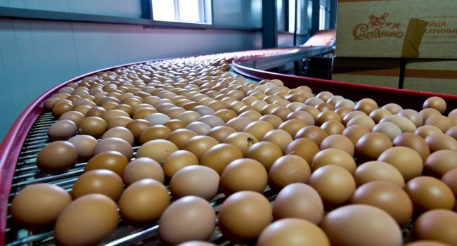 Украина лидирует в рейтинге стран-производителей яиц
