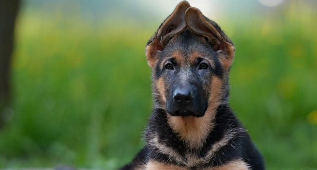 В Киеве нашли собаку за «200 тысяч гривен»