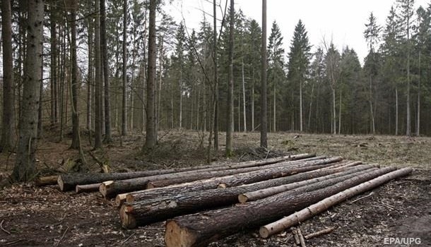 Появилось объяснение вето Порошенко на закон о контрабанде леса
