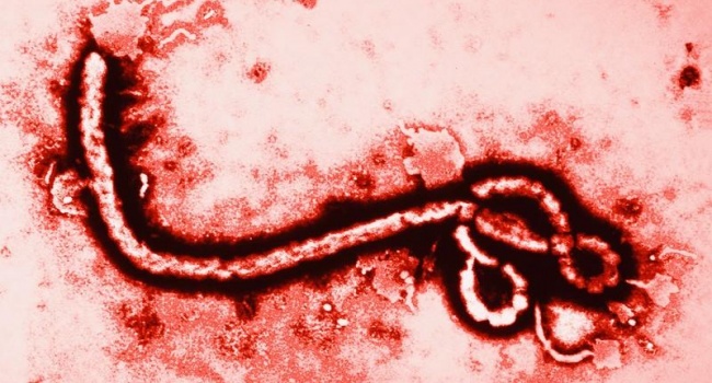 Эбола атакует в Конго скончалось более 200 человек