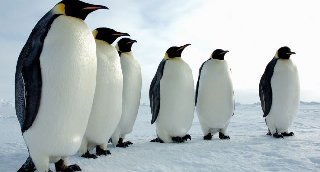«Пингвины мешают ученым работать, поэтому в Антарктиду повезли томос»: журналистка прокомментировала действия исследователей