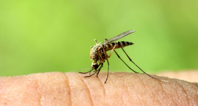 Ученые придумали эффективный механизм защиты людей от комаров