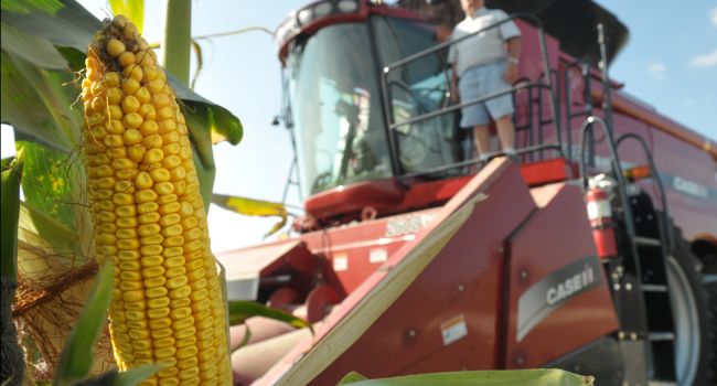 Рекордный рост: эксперты рассказали об экспорте кукурузы в страны Евросоюза