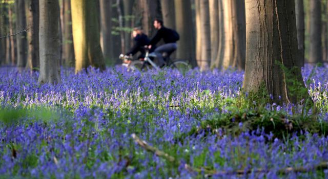 В Бельгии начал цвести знаменитый Синий лес