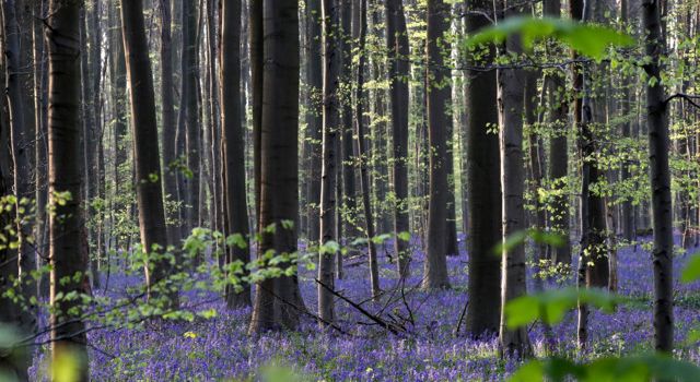 В Бельгии начал цвести знаменитый Синий лес