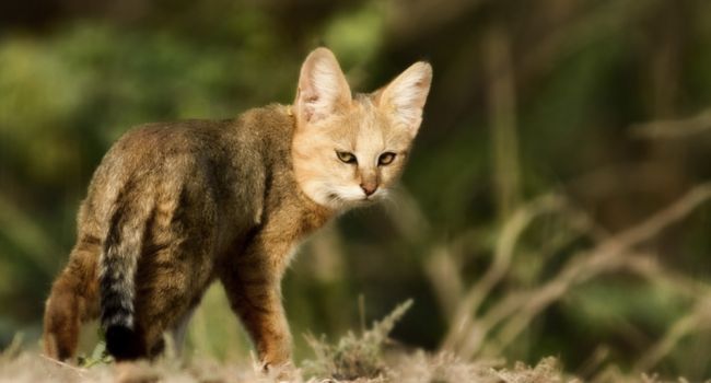 В Австралии хотят уничтожить около 2 миллионов диких кошек 