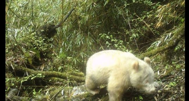 В Китае впервые была обнаружена панда-альбинос 