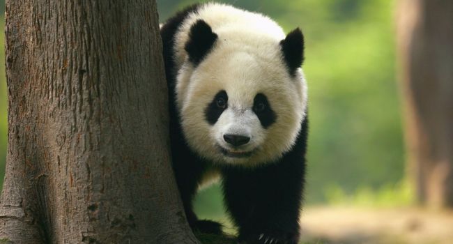 В Китае впервые была обнаружена панда-альбинос 