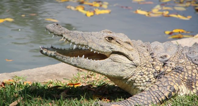 В Черниговской области найден мертвый крокодил 